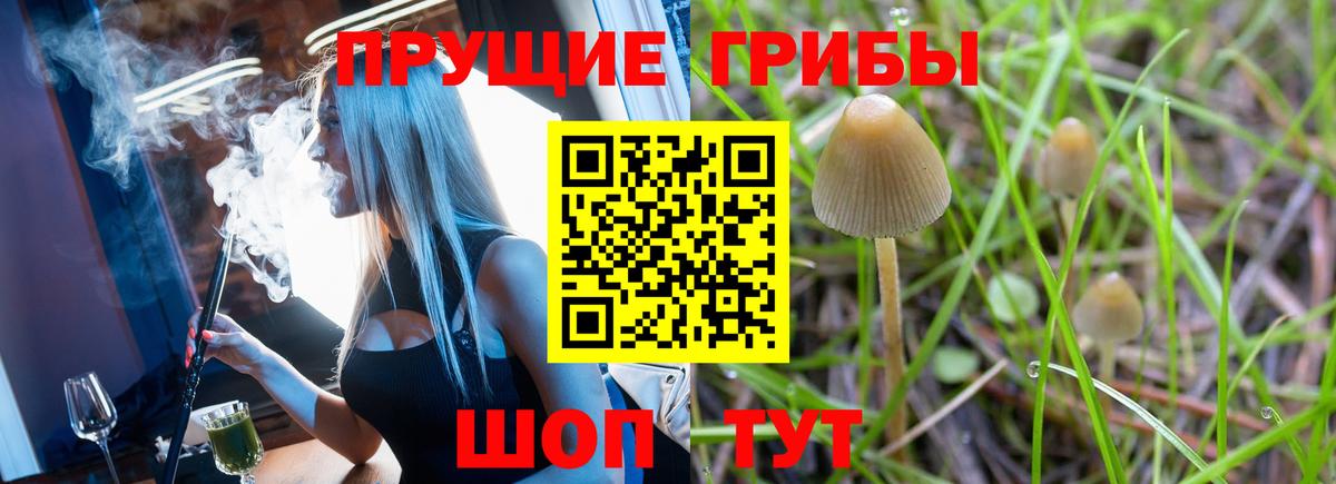 Губкинский  Псилоцибиновые грибы Psilocybe  Вход с VPN  Псилоцибиновые грибы Cubensis 